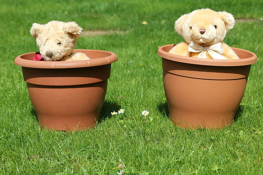 teddy, beruang, pot bunga, halaman rumput, taman, teddybear, mainan lunak, lucu, bulu, masa kanak-kanak
