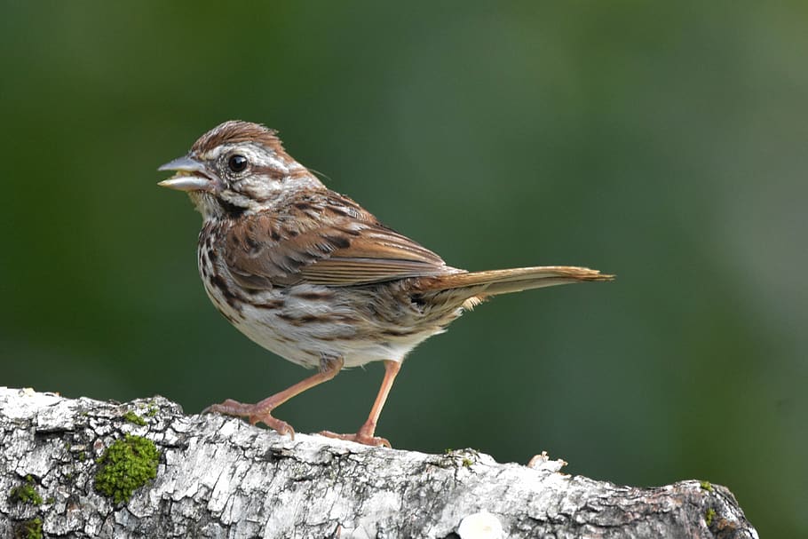 bird, song sparrow, bokeh, perched on birch log, natural environment, full-profile, animal themes, one animal, animal, animals in the wild
