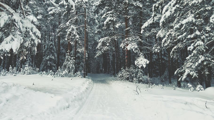 road, covered, snow, forest, winter, white, cold, weather, ice, trees