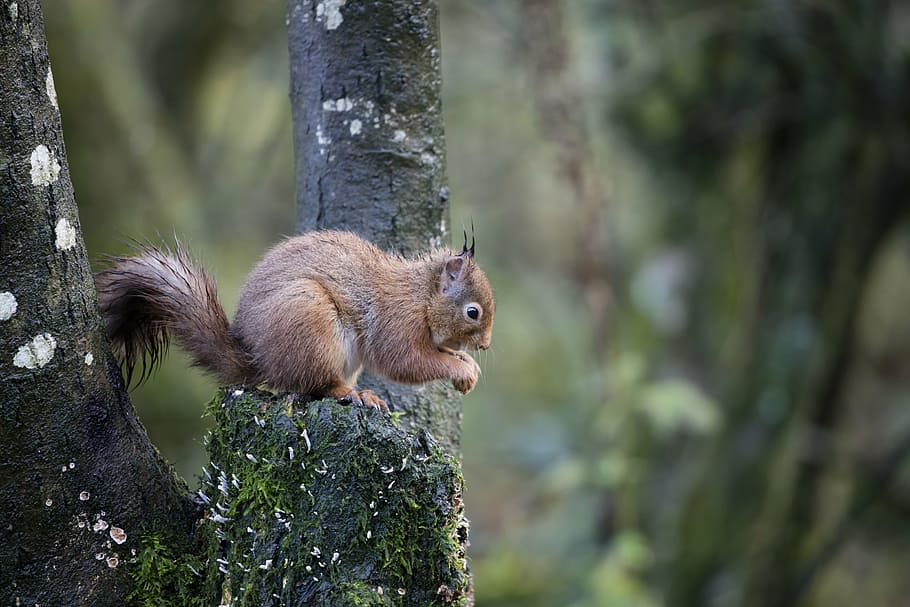brown, squirrel, tree, red squirrel, wildlife, forest, sciurus, vulgaris, cute, animal