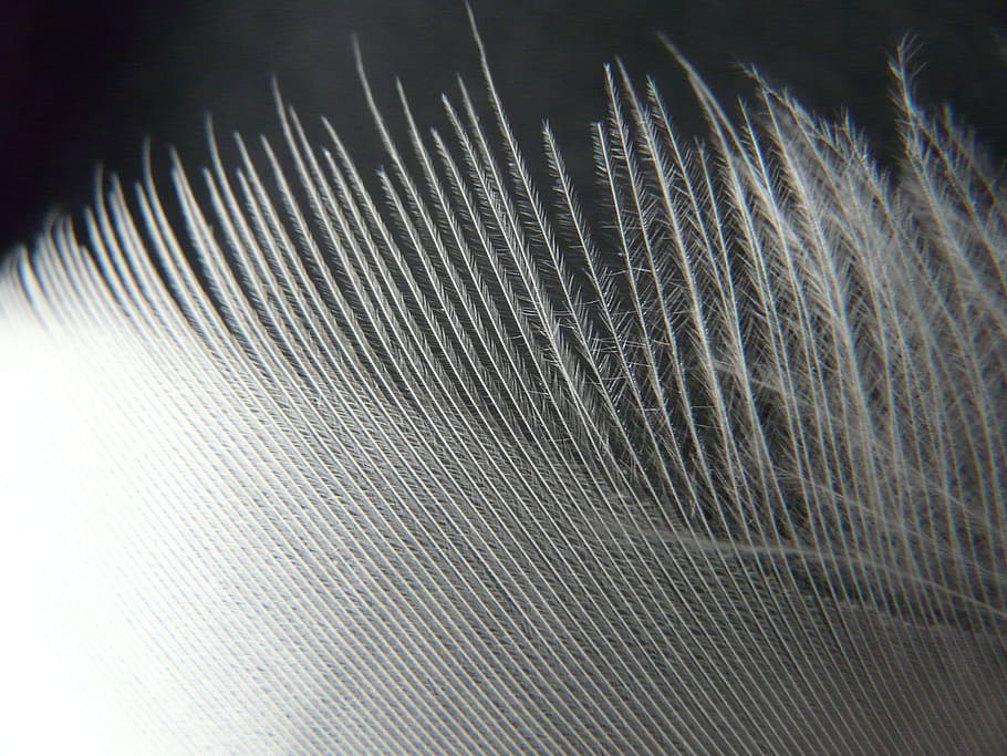 feather, white, filigree, plumage, spring dress, bird, pattern, full frame, close-up, backgrounds