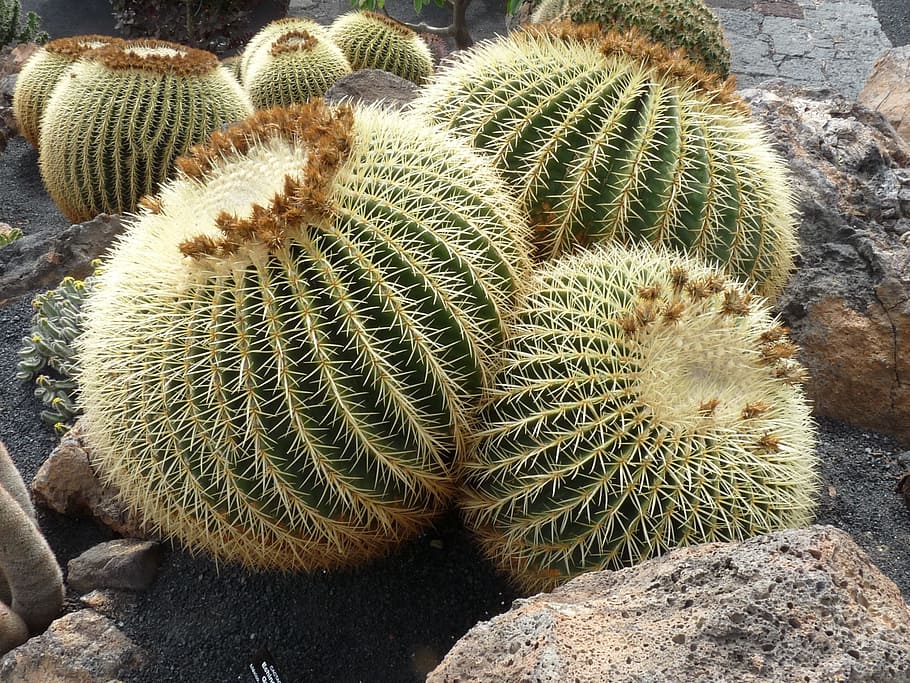 cactus, ball, spur, ball cactus, succulent plant, thorn, barrel cactus, spiked, growth, sharp