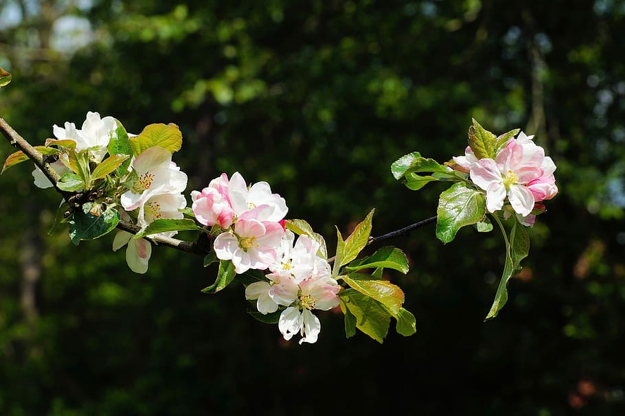 white, pink, flowers, Apple Tree, Tree, Spring, Spring, Flowers, Branch, spring, leaves, tender