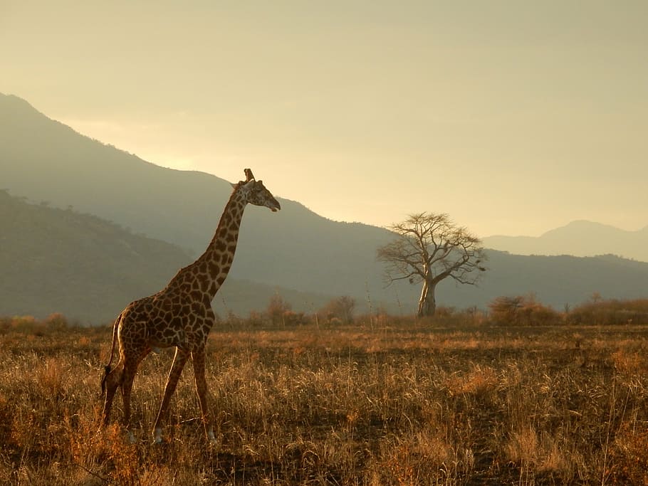 giraffe, green, leafed, tree, tanzania, safari, animals, savannah, animal themes, sky