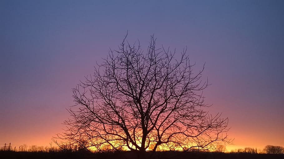 nature, wood, day s, landscape, sunset, outdoors, silhouette, sky, bare tree, tree