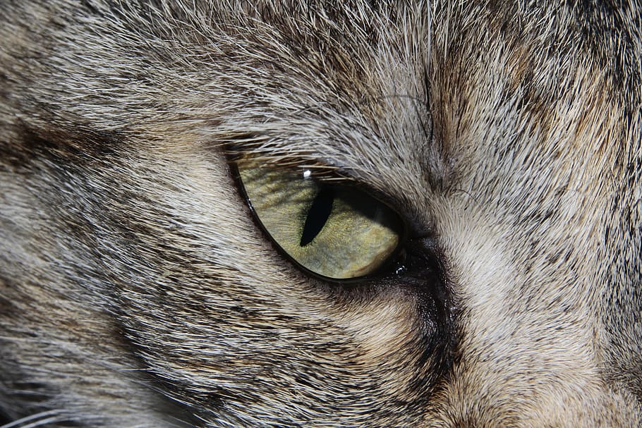 cat eye, cat, cat's eye, close, cute, beautiful, animal world, domestic cat, adidas, fur
