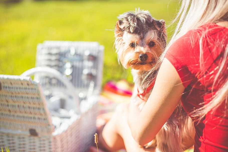 enjoying, sunday picnic, Sunday, Picnic, Cute, Yorkshire Terrier, chill out, chilling, dogs, food
