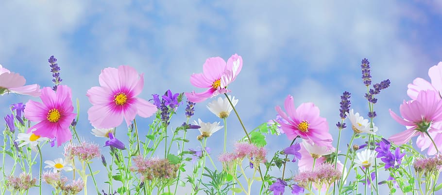 selective, focus photography, pin cosmos flowers, lavender, wild flowers, flowers, plant, macro, nature, pink flower
