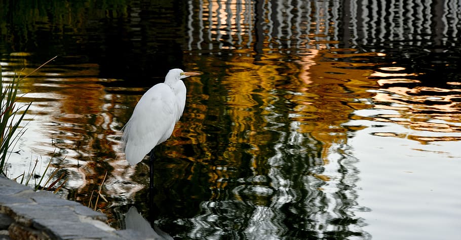 egret, standing, water, bird, white, avian, marsh, graceful, nature, wild