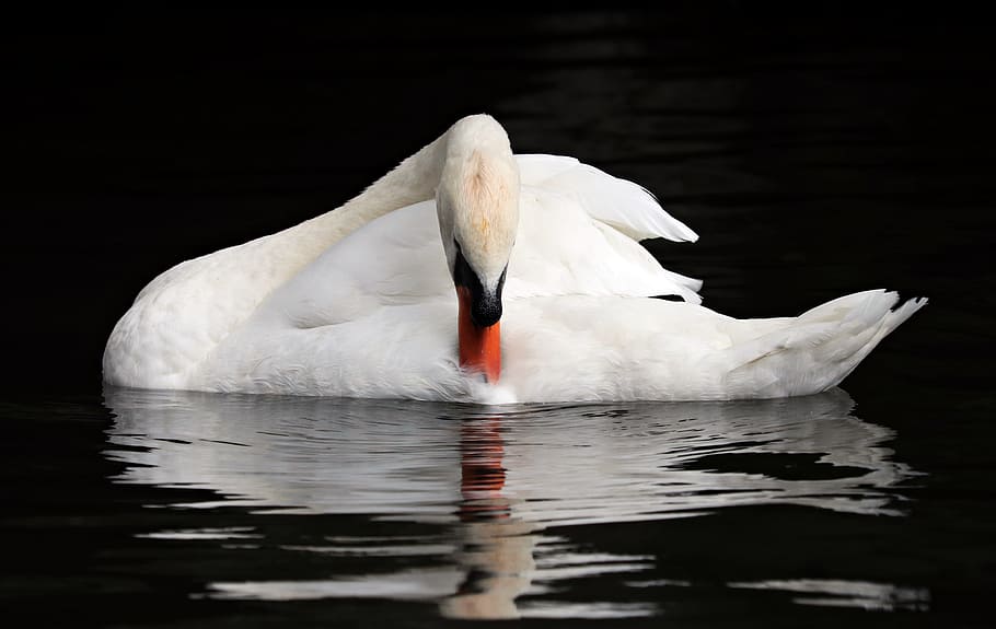 white, swan, water, belgium, bruges, romantic, mirroring, romance, reflection, river