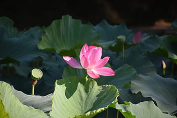 Là biểu tượng của sự tinh khiết, sự xứng đáng, và những giá trị tốt đẹp, hoa sen là một trong những loài hoa được yêu thích nhất trong văn hoá Việt Nam. Từ những bông sen trắng mỏng manh cho đến những đóa hoa sen với màu hồng tươi sáng, hãy thưởng ngoạn tất cả những tác phẩm nghệ thuật đầy ngẫu hứng và truyền cảm hứng với Lotus Flower.