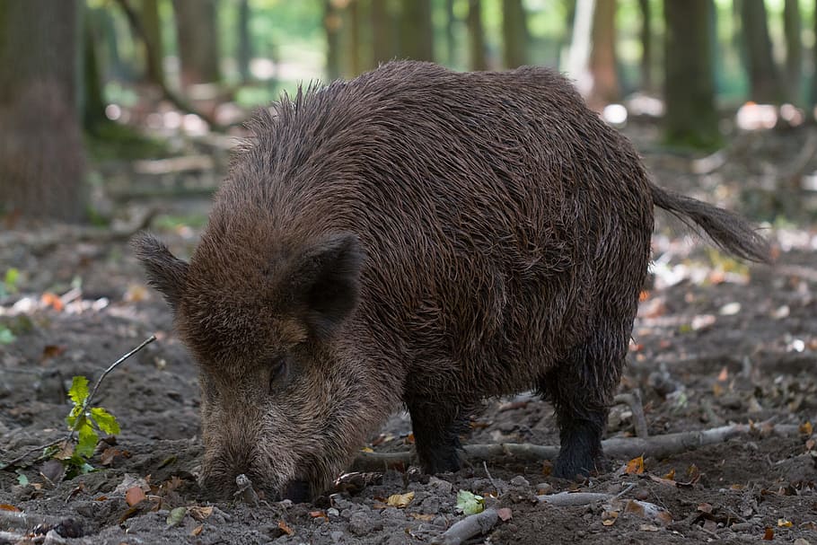 brown, hog, middle, forest, mammal, nature, animal world, wood, animal, boar