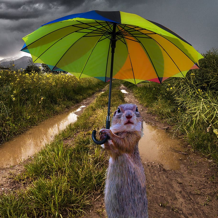ardilla, sosteniendo, paraguas, ilustración, animales, componiendo, lluvia, tormenta, protección, suricata