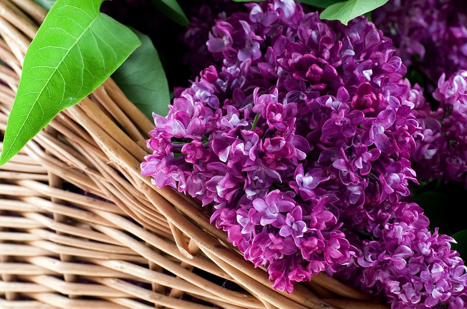 purple, petaled flowers, basket, without, shopping cart, blooms, flowering, without lilak, violet, flower