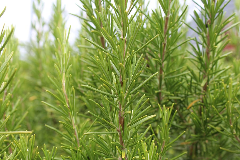 rosemary, green, fresh, spice, cook, plant, mediterranean, growth, green color, close-up