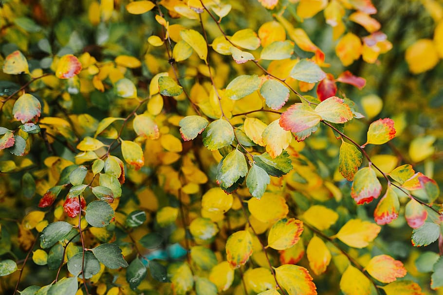 hojas amarillas, amarillo, hojas, fondo, verde, marrón, arbusto, ramita, hoja, otoño