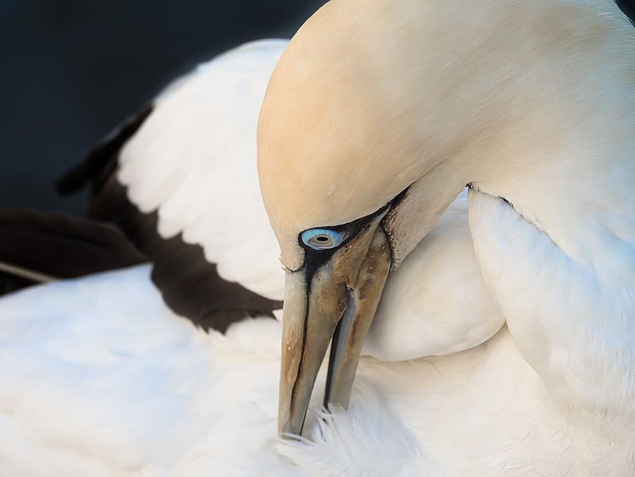 cape gannet preening, pássaro, aviária, albatroz, branco, natureza, animal, animais selvagens, bico, penas