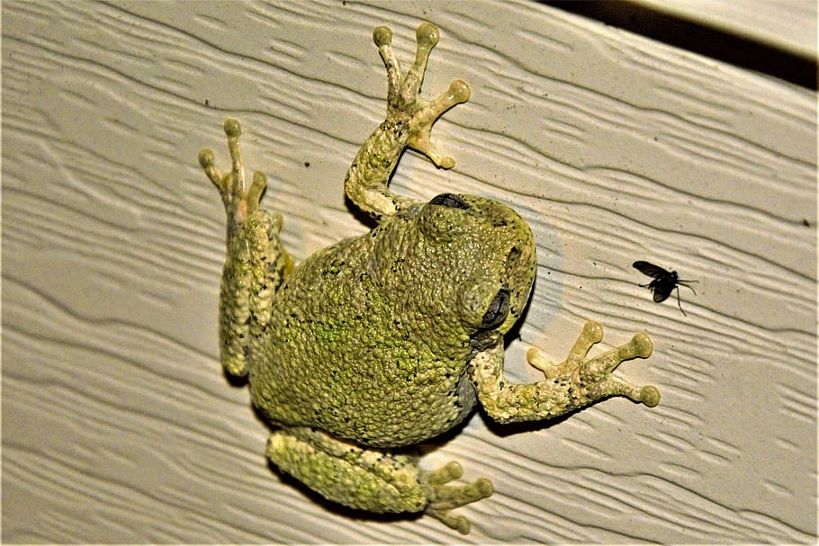 tree frog, suction pads, feet, night hunting, fly, on wall, little, cute, green, bumps