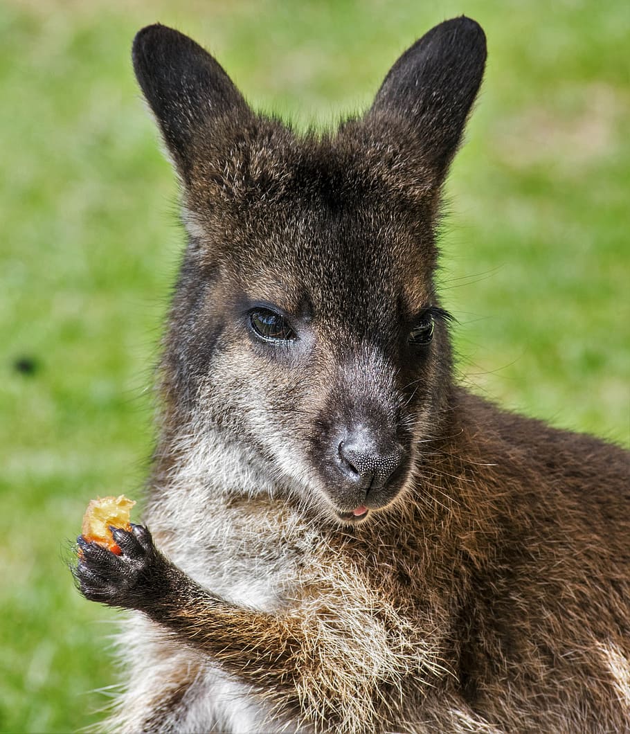 Wallaby Zoo Kangaroo Marsupial Cute One Animal Animal Wildlife Animal Themes Animal Outdoors Pxfuel,Watermelon Basket Designs