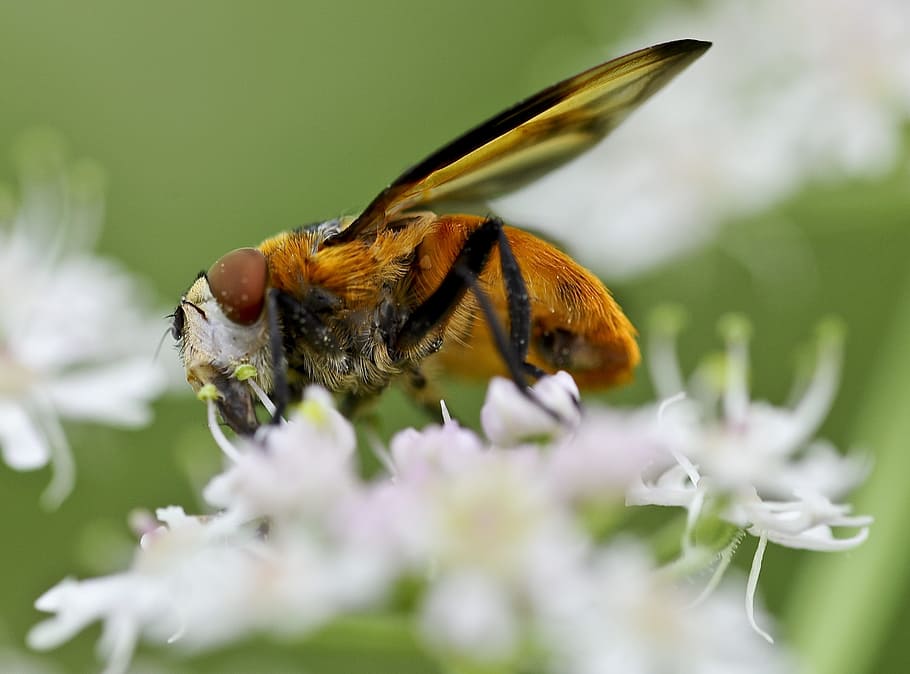 close, animal, blossom, bloom, collect nectar, insect, garden, foraging, plant, hoverfly