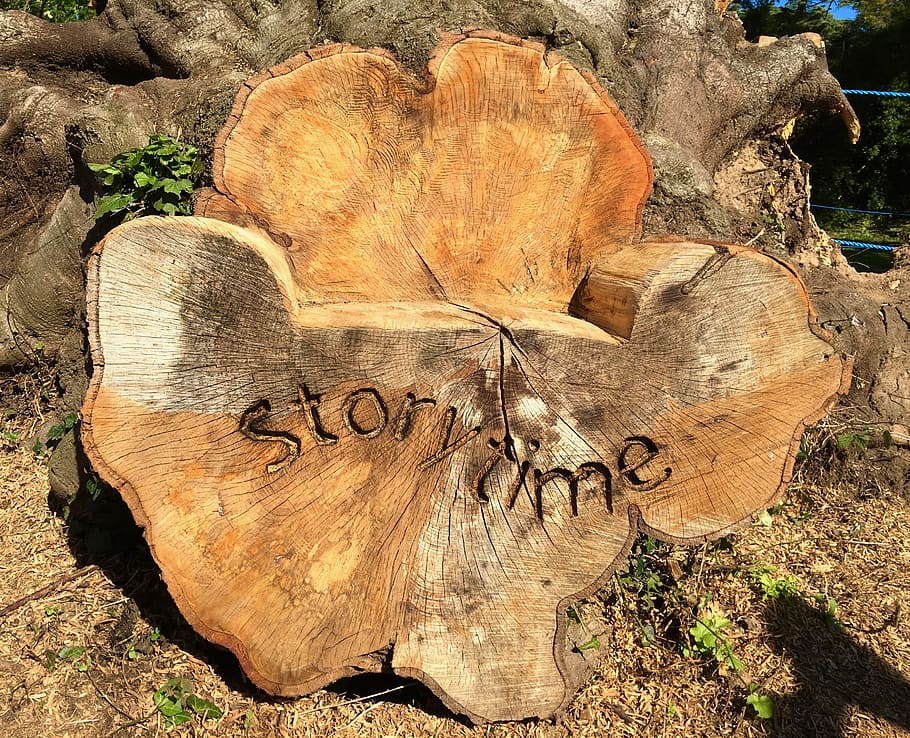 marrom, tábua de madeira, solo, Madeira, Story Time, história, contar histórias, árvore, assento, floresta