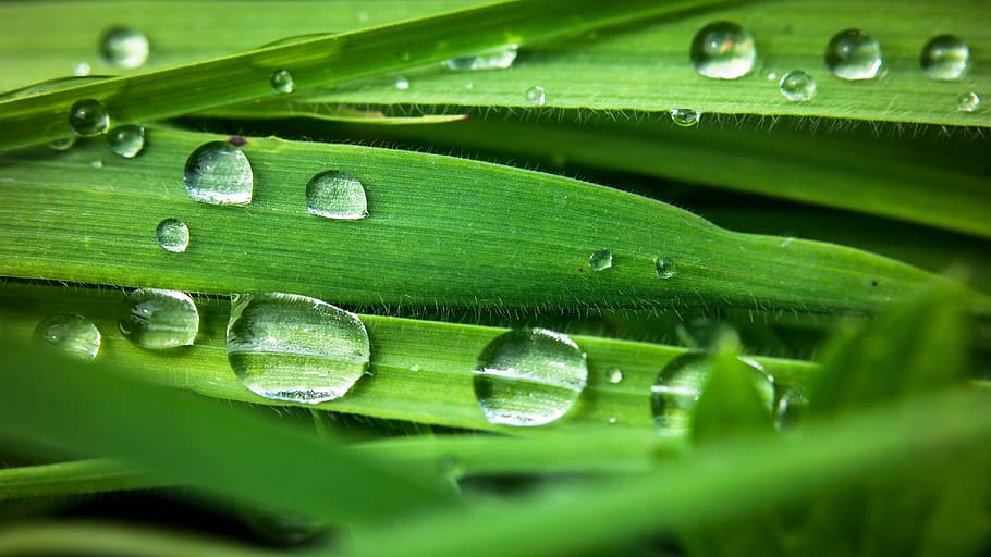 drop of water, raindrop, drip, fibers, meadow, grass, pasture, rain, wet, beaded