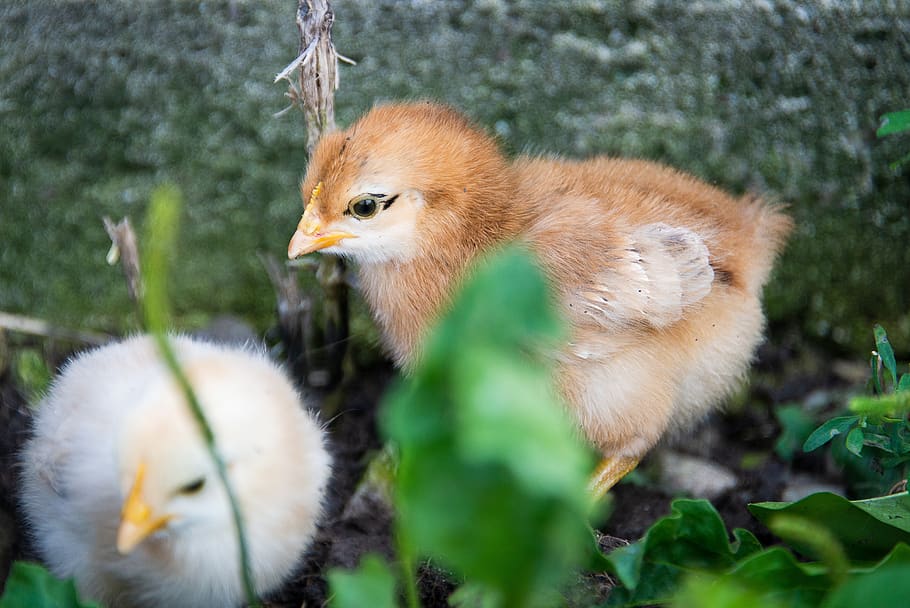easter, chick, spring, chicken, yellow, poultry, fluffy, bird, egg, baby
