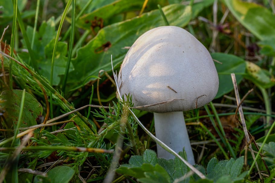 mushroom, nature, forest, white mushroom, agaricus xanthodermus, stalk, grass, green, fouling, close