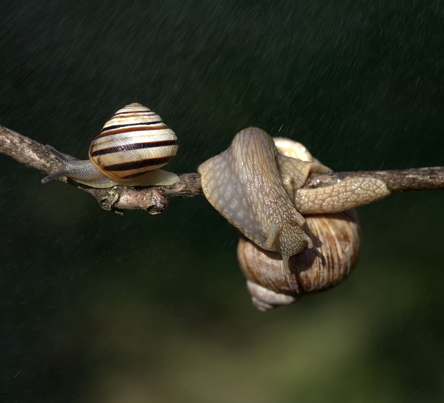 snails, casey, hooked, rain, shell, horns, animal wildlife, animals in the wild, one animal, animal themes
