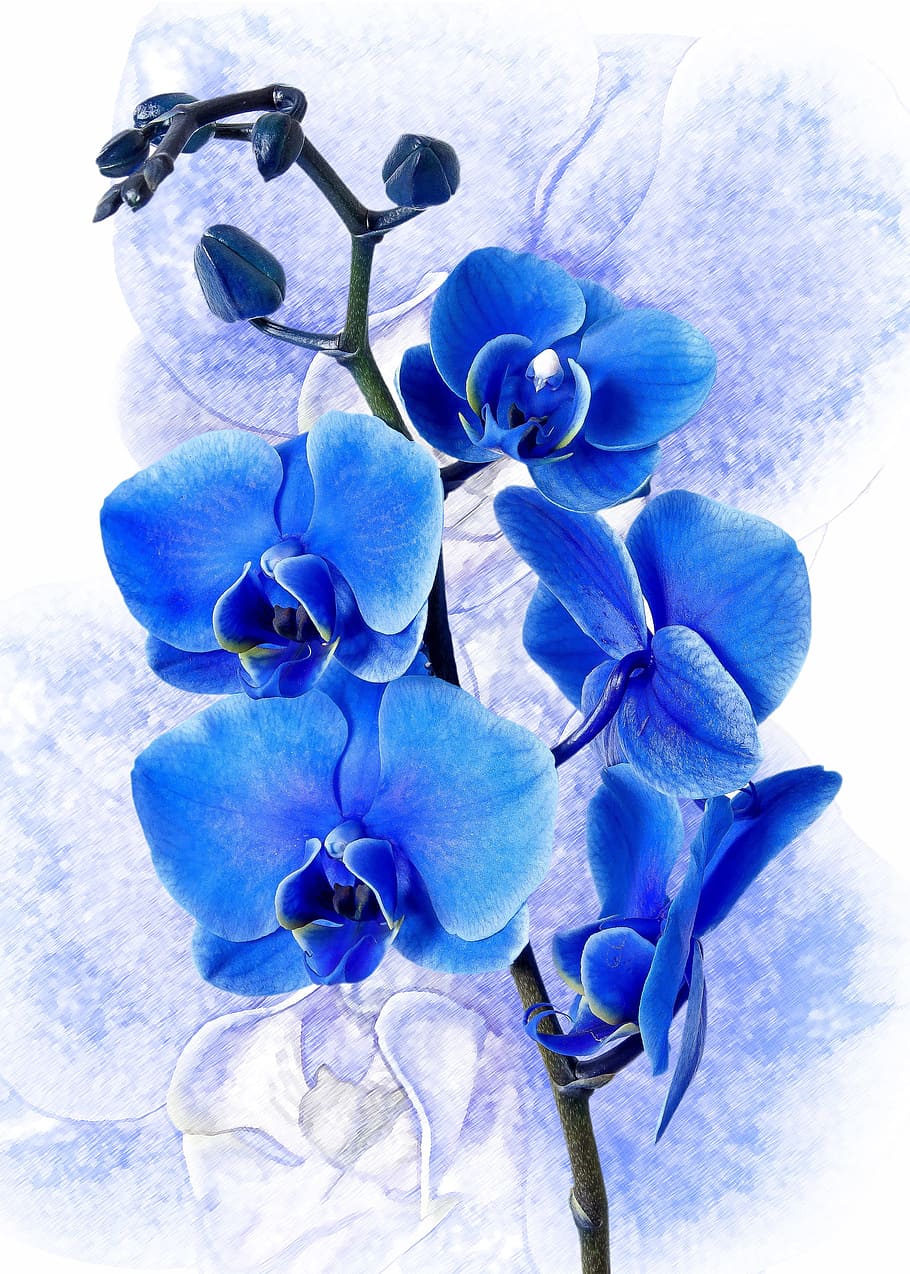 blue orchids painting, phalaenopsis, orchid, colored blue, phalaenopsis orchid, flower, tropical, butterfly orchid, plant, blossom