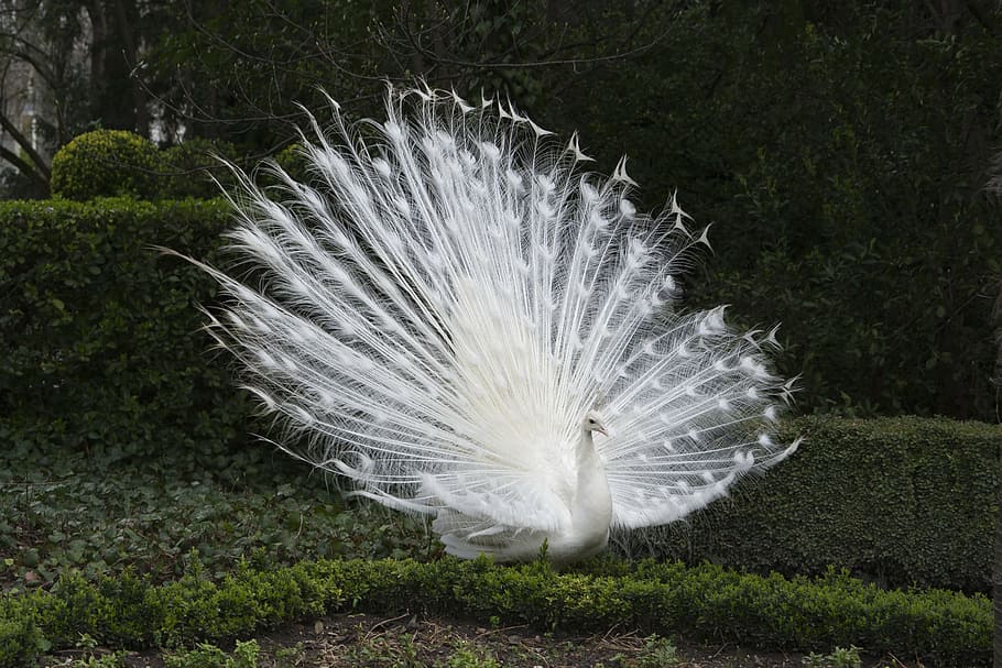 albino peacock, hedge, peacock, white, fauna, ave, feathers, feather, white color, bird