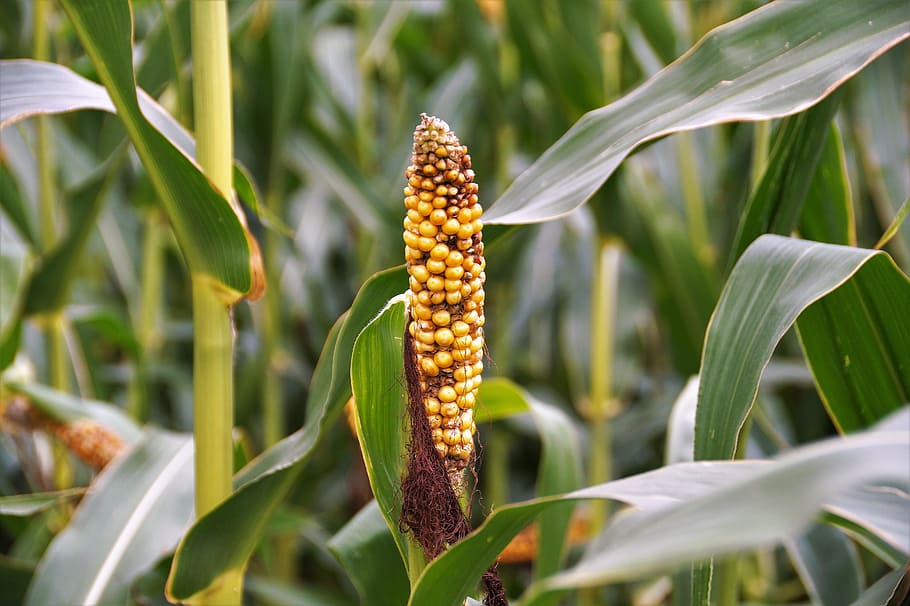 corn, ear, crop, agriculture, degenerated, disease, degeneration, damaged plant, plant, cereal plant