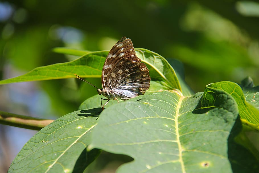 luang prabang, laos, unesco heritage, butterfly, colorful, butterfly park, park, beautiful, kuang si butterfly park, falls