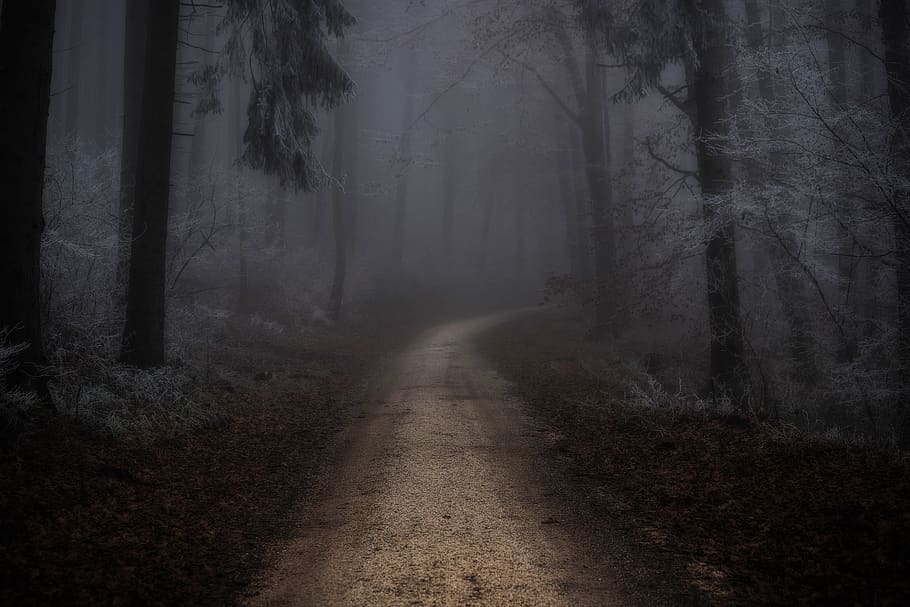 forest, fog, winter, cold, landscape, trees, hoarfrost, mood, forest path, away