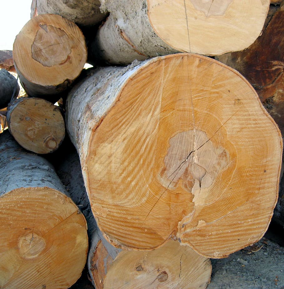 log, madeira, madeira serrada, árvore, indústria, textura, corte, tronco, pinho, registro