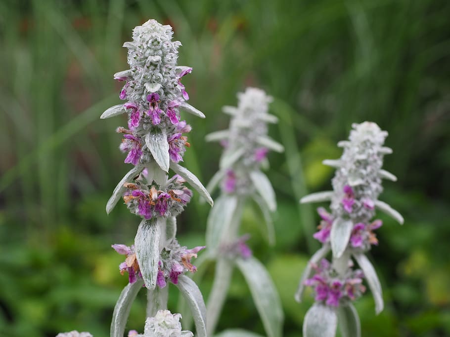 stachys wool, stachys, flowers, inflorescence, plant, shrub, flora, stachys byzantina, stachys lanata, grey leaves and
