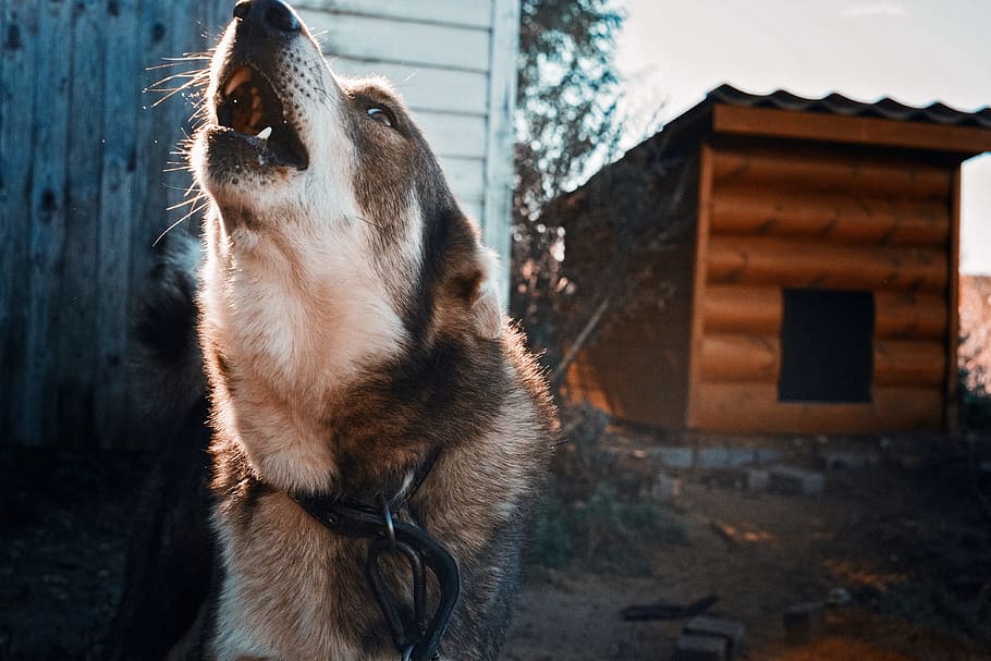 howling, czechoslovakian wolf dog, metal chain, Czechoslovakian, Wolf dog, metal, chain, dog, angry dog, booth