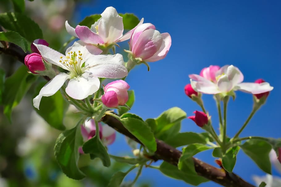 white-and-pink flwoers, branch, daytime, flower, nature, plant, leaf, garden, apple tree, blossom