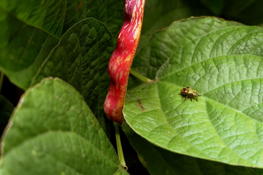 bug bau, hijau, daun, kacang, musim gugur, bagian tanaman, warna hijau, close-up, serangga, satwa liar