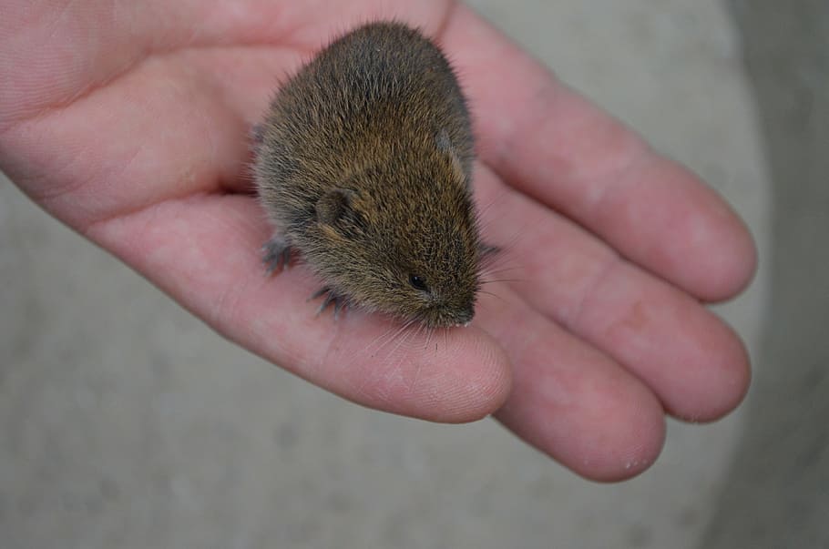 mouse, field mouse, animal, cute, trustful, hand, human hand, one animal, holding, one person