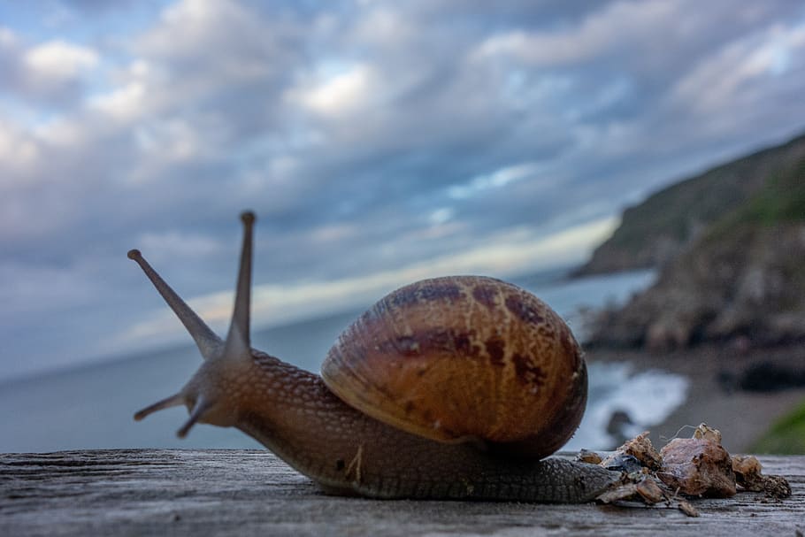 snail, shell, gastropode, horns, nature, creepy, landscape, shore, ocean, sea