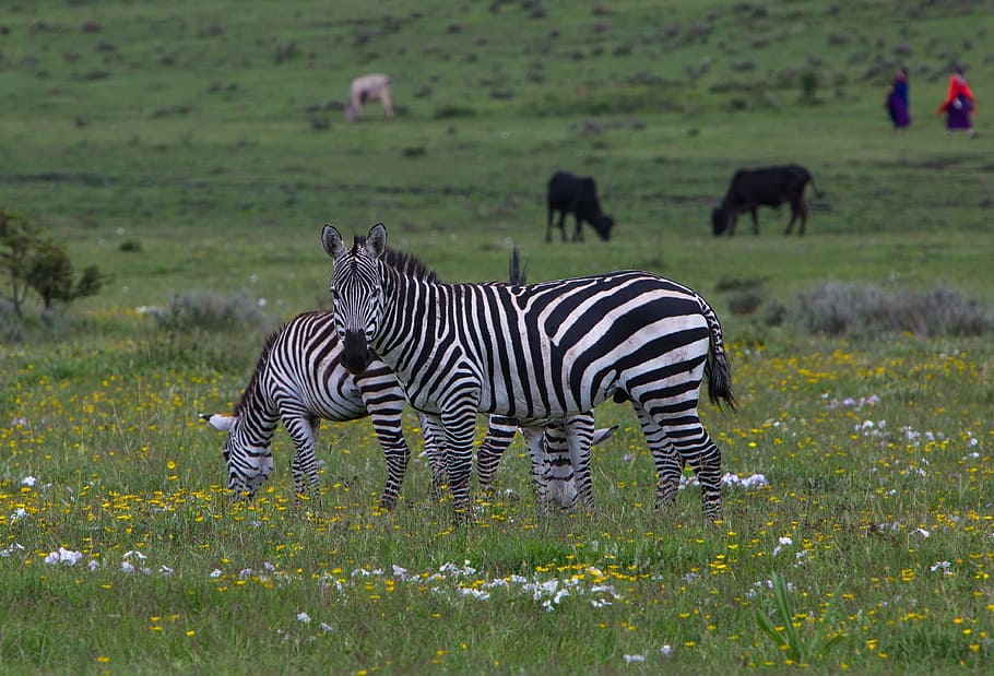 zebra, wildlife, ngorongoro conservation area, nature, wild, animal, africa, mammal, fauna, safari