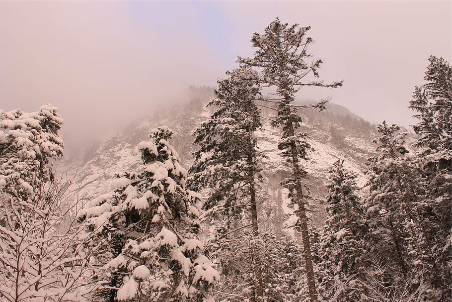 nieve, cubierto, árboles, montaña, rodeado, invierno, temporada, bosque, naturaleza, al aire libre
