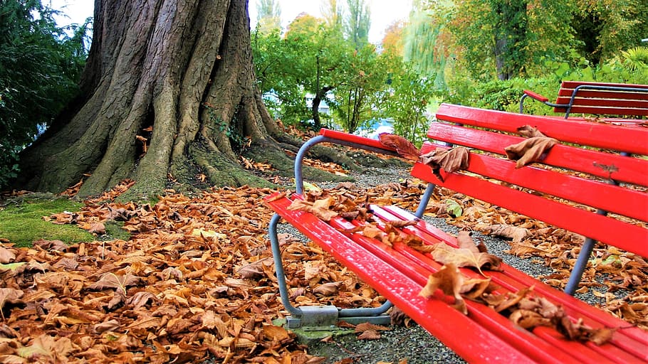 paseo de otoño, follaje, árbol, octubre, paisaje, parque, hojas secas, nublado, otoño, lluvia