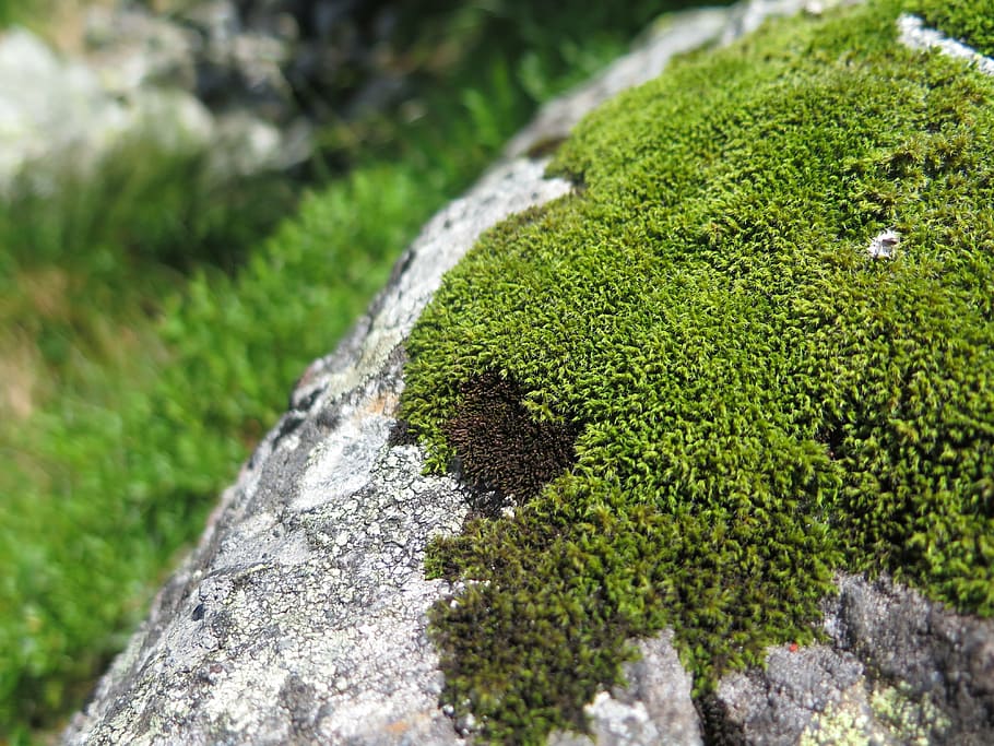 moss, mountains, rock, forest, slovakia, hike, nature, tourism, green color, plant