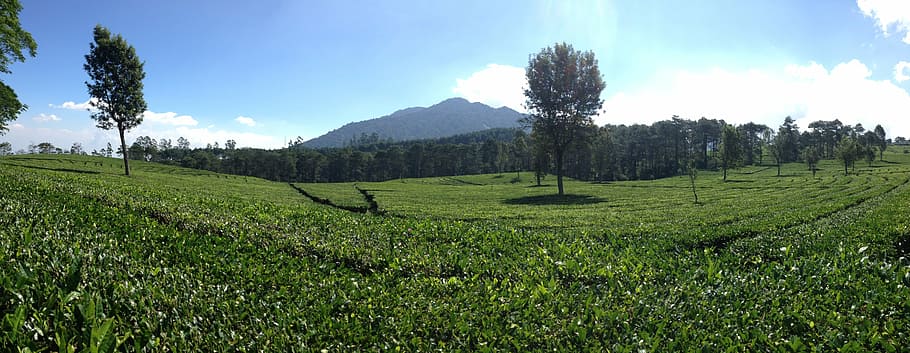 panoramic tea plantation, bandung, indonesia, nature, mountain, tree, hill, outdoors, agriculture, landscape
