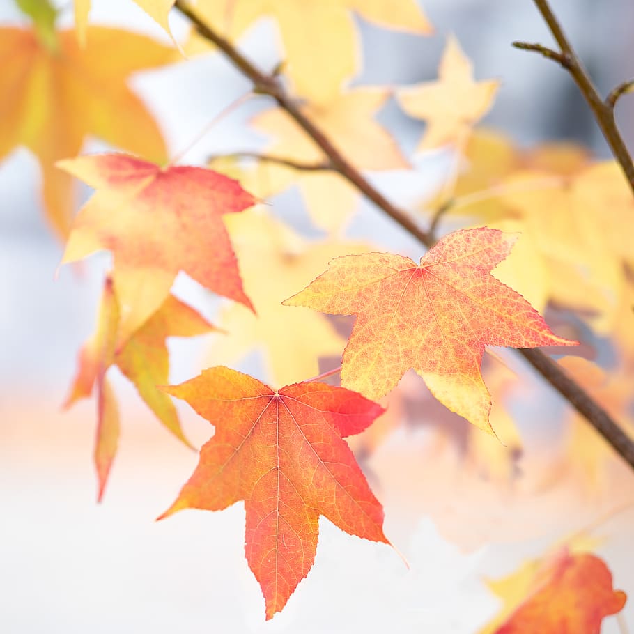 outono, folhas, cor, cores de outono, folhas de outono, galho, mudança, folha, parte da planta, close-up