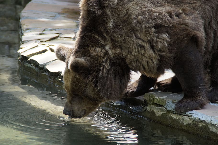 коричневый, медведь, питьевая вода, напиток, жаждущий, бурый медведь, гризли, медведь гризли, животное, зоопарк
