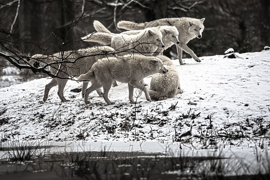 polarwolf, wolf, wilderness, white, forest, winter, frost, wintry, cold, landscape