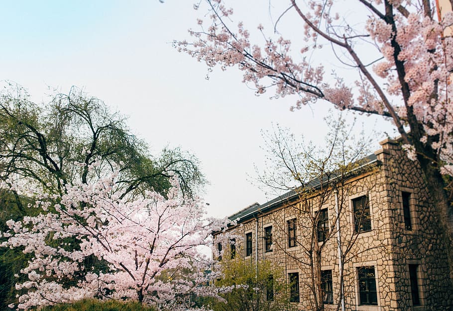 seoul, dongjak, heukseok-dong, chung-ang university, spiritual pipe, landscape, spring, flowers, spring flowers, cherry blossom